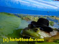 /home//u458753944/public_html/sourcegallery//Frogs/More bullfrogs/P8180211.JPG